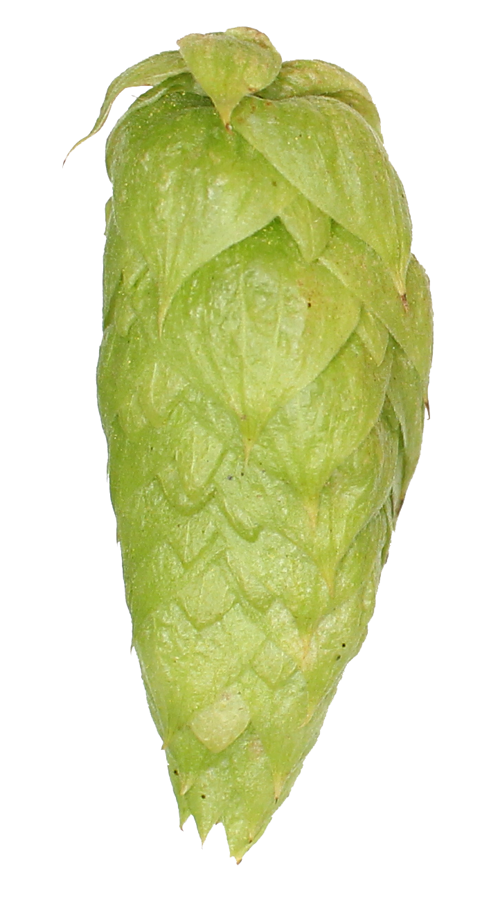 US Sultana Hop Pellets 