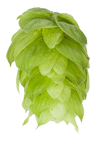 UK  Golding Hop Pellets