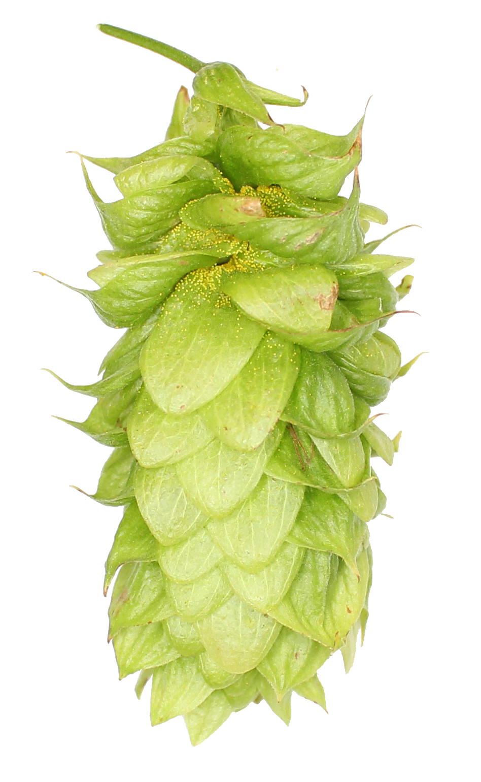 Lotus Hop Pellets