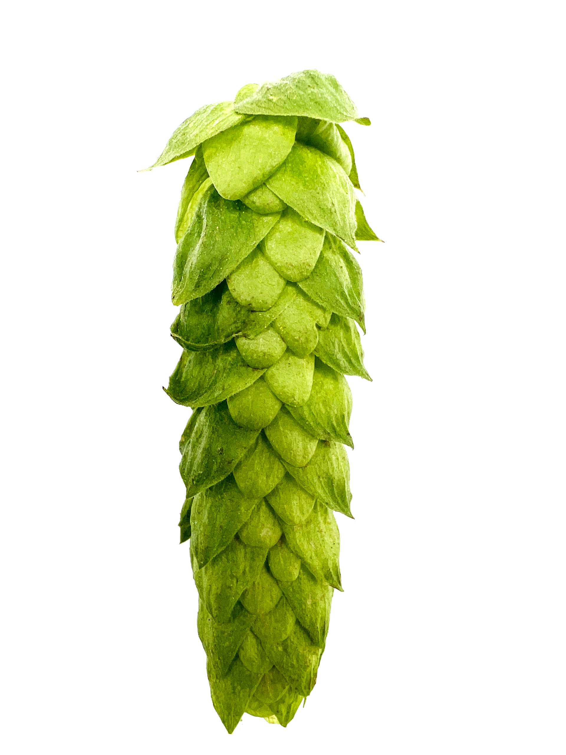 Alora Hop Pellets