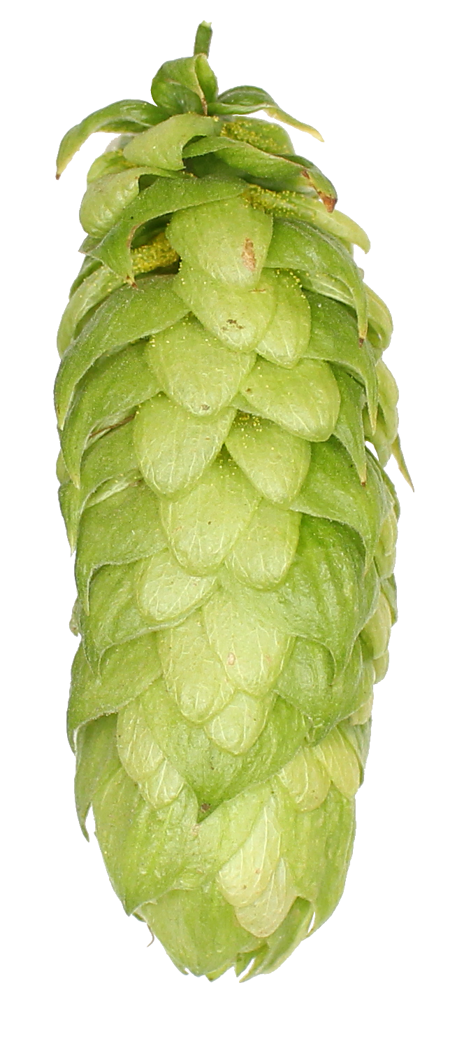 UK Akoya Hop Pellets