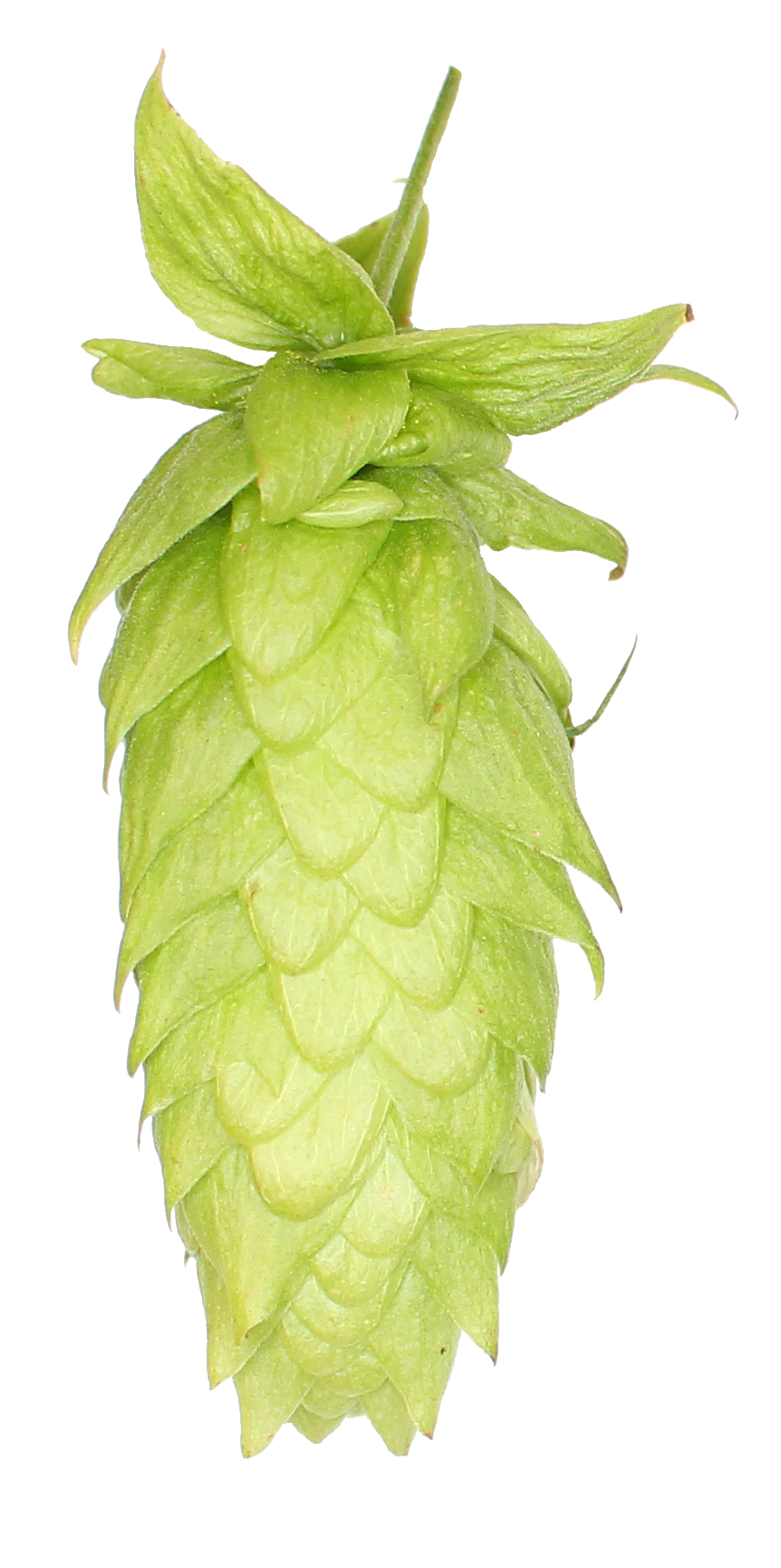 US Lemondrop Hop Pellets