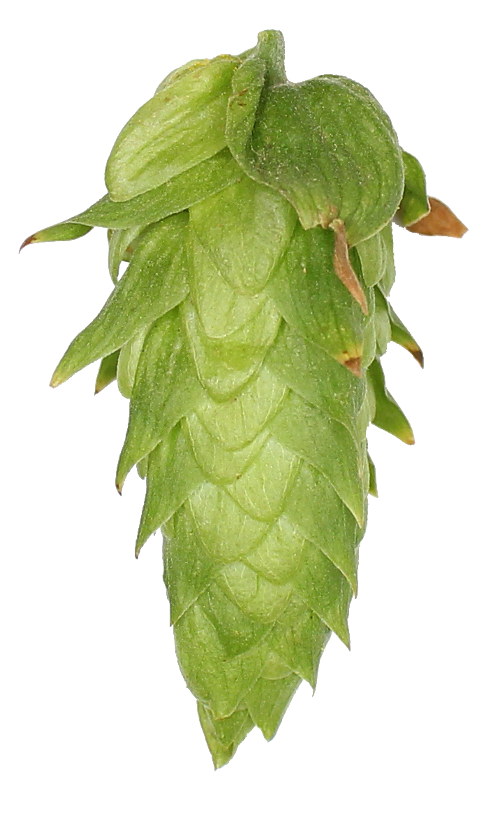 UK Cascade Leaf